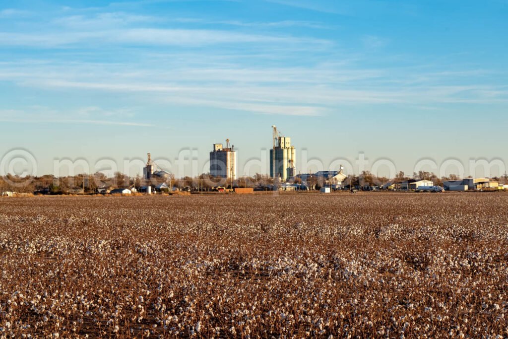 Cotton Field in Groom, Texas A4-28115 - Mansfield Photography