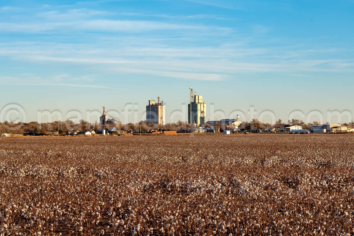 Cotton Field in Groom, Texas A4-28115