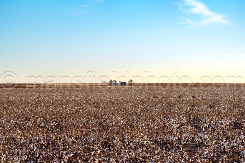 Cotton Field in Groom, Texas A4-28118 - Mansfield Photography