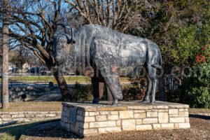 Buffalo In Cleburne, Texas A4-28868 - Mansfield Photography
