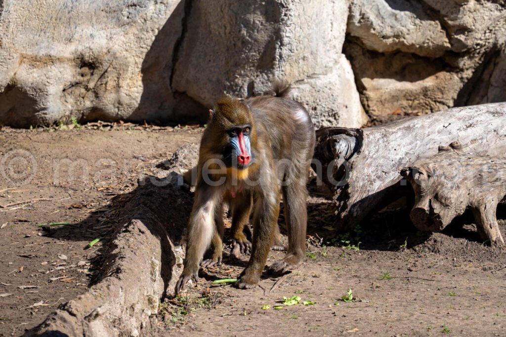 Mandrill A4-29081 - Mansfield Photography