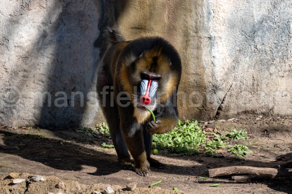 Mandrill A4-29083 - Mansfield Photography