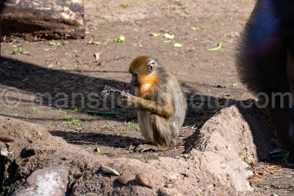 Mandrill A4-29087 - Mansfield Photography