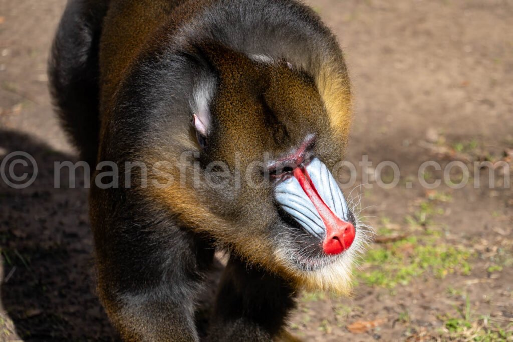 Mandrill A4-29090 - Mansfield Photography