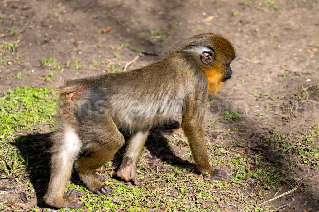 Mandrill A4-29091 - Mansfield Photography