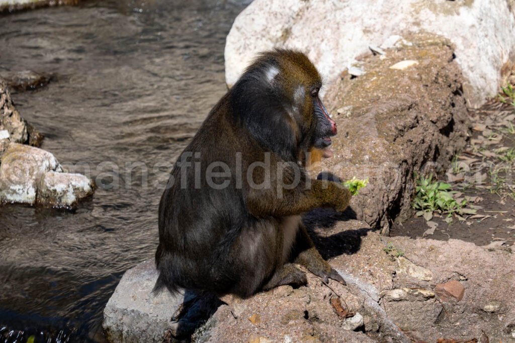 Mandrill A4-29095 - Mansfield Photography