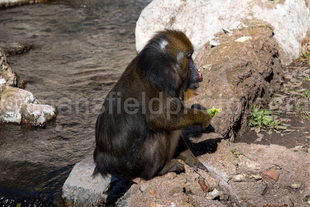 Mandrill A4-29095