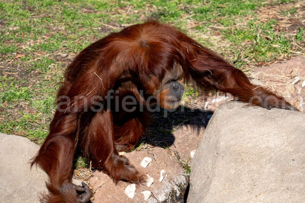 Orangutan A4-29096 - Mansfield Photography