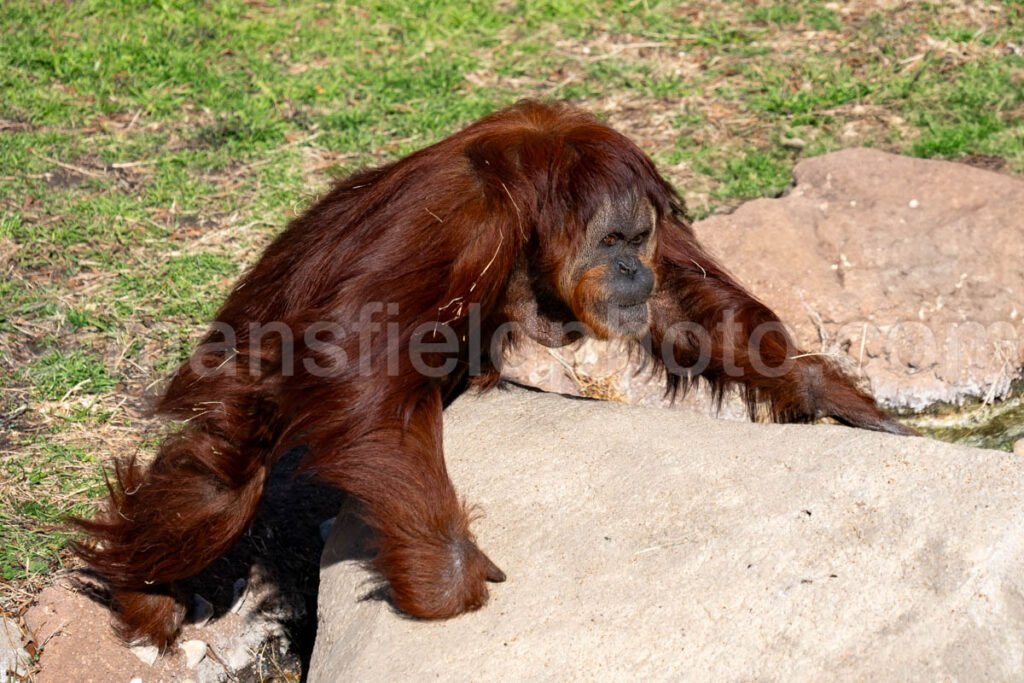 Orangutan A4-29097 - Mansfield Photography