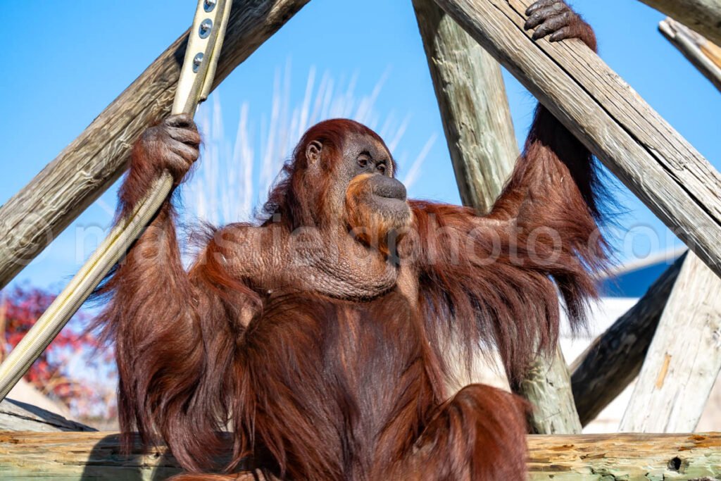 Orangutan A4-29100 - Mansfield Photography