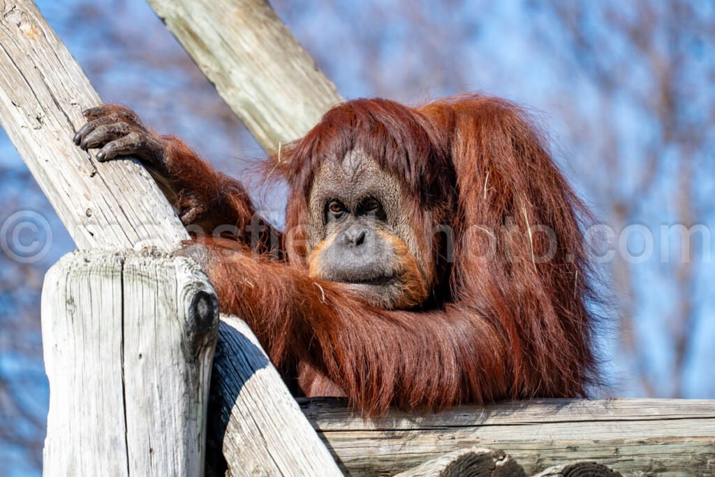 Orangutan A4-29103 - Mansfield Photography