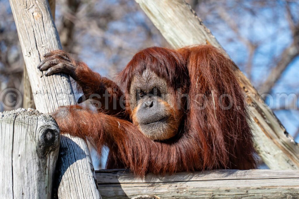 Orangutan A4-29106 - Mansfield Photography