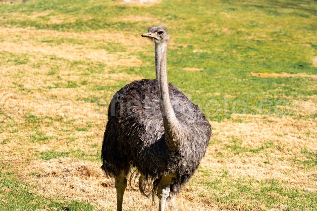 Ostrich A4-29119 - Mansfield Photography