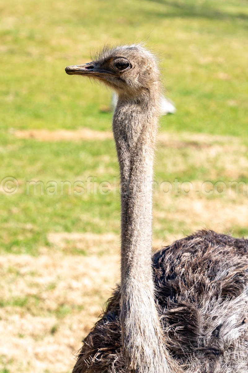 Ostrich A4-29123