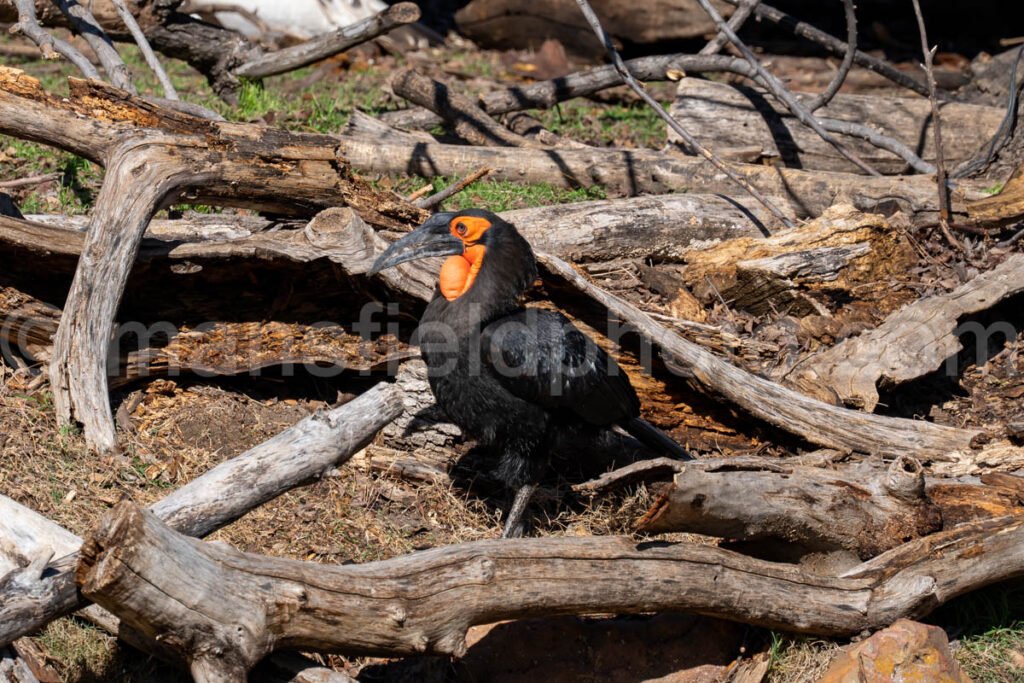 Southern Ground Hornbill A4-29126 - Mansfield Photography