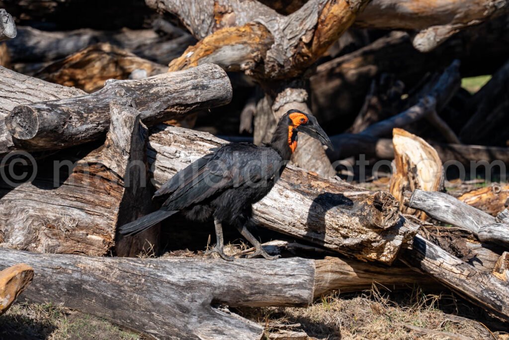 Southern Ground Hornbill A4-29133 - Mansfield Photography