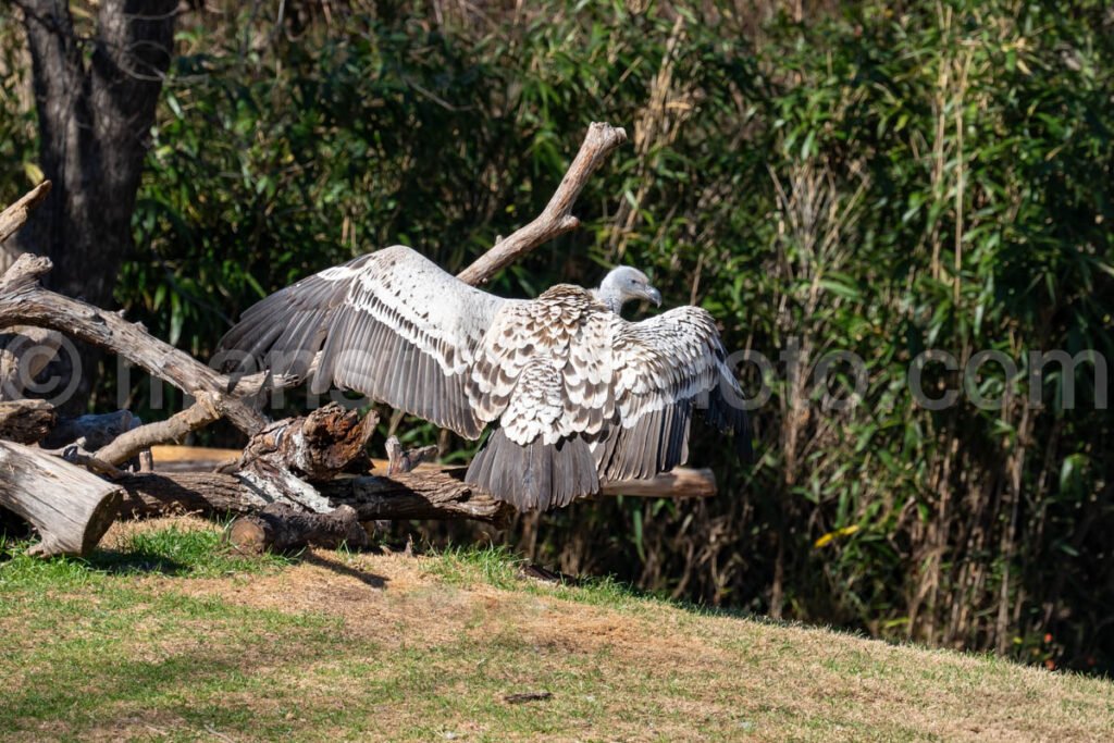 African White-Backed Vulture A4-29138 - Mansfield Photography