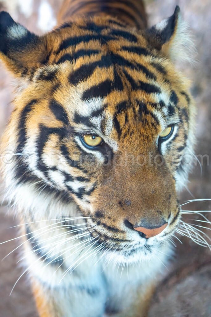 Tiger A4-29155 - Mansfield Photography