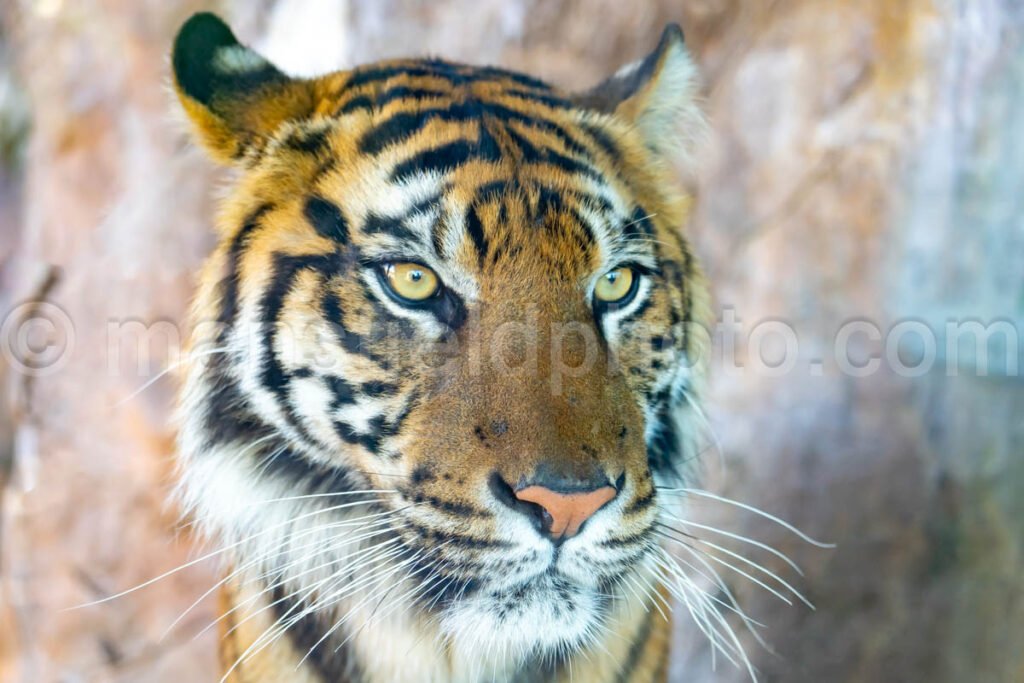 Tiger A4-29157 - Mansfield Photography