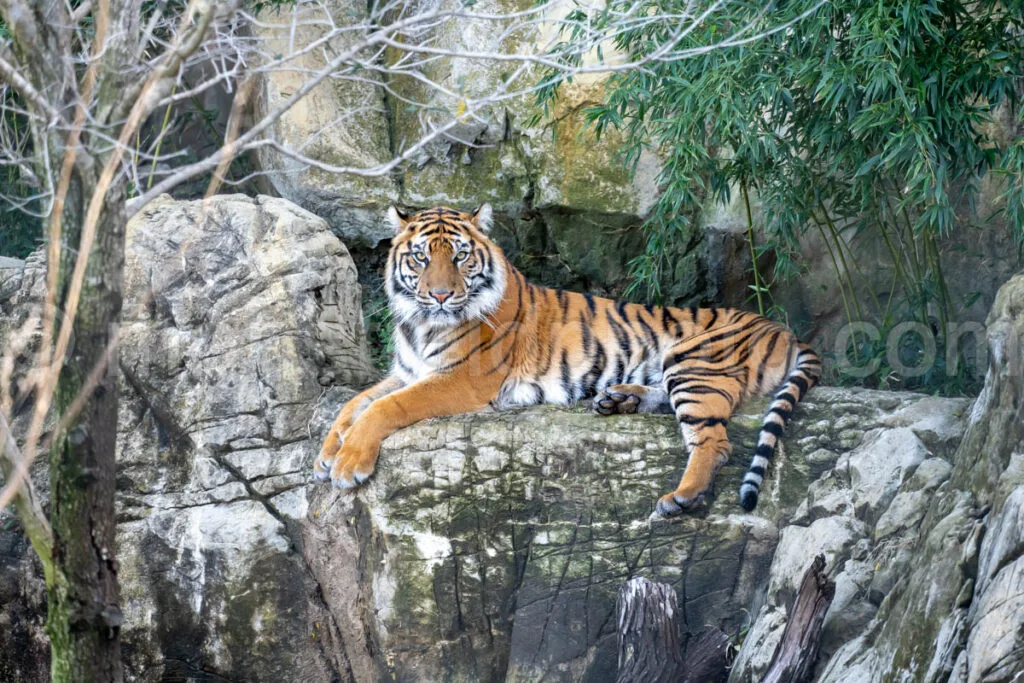 Tiger A4-29160 - Mansfield Photography