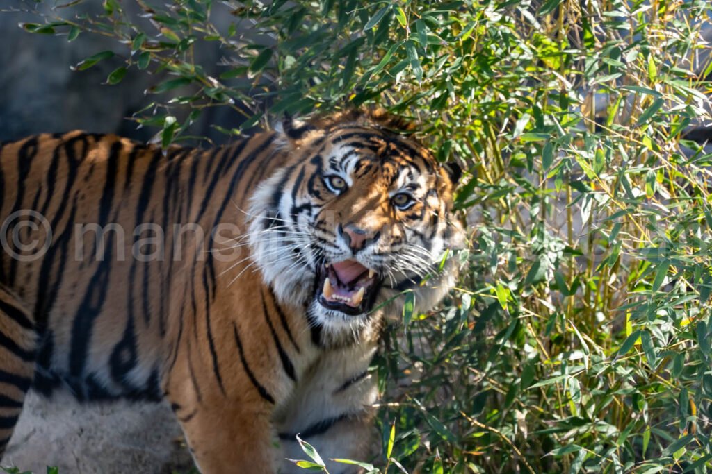 Tiger A4-29171 - Mansfield Photography