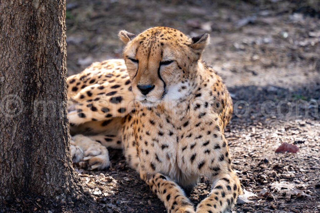 Cheetah A4-29183 - Mansfield Photography