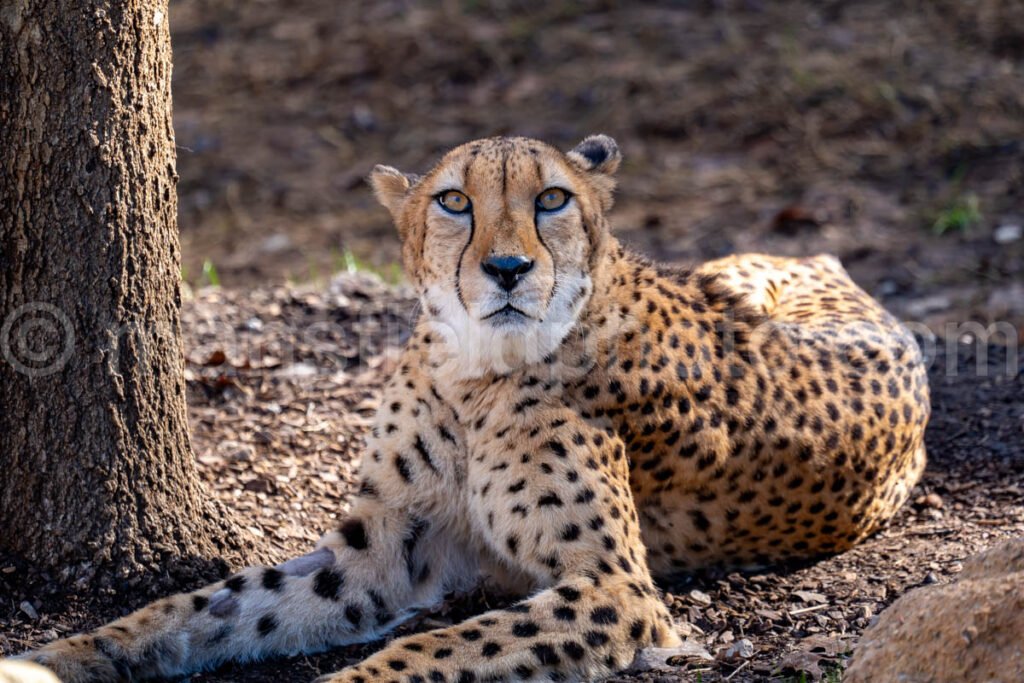 Cheetah A4-29187 - Mansfield Photography