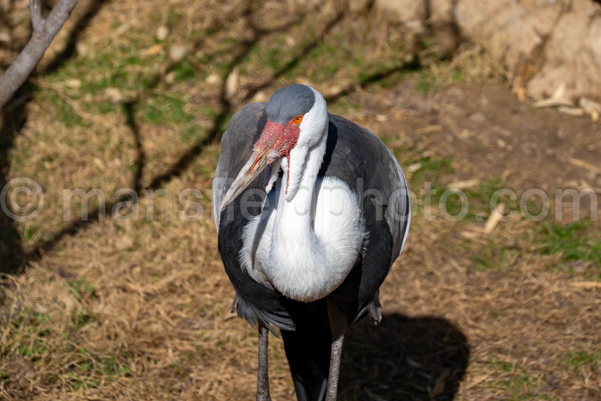 Wattled Crane A4-29189