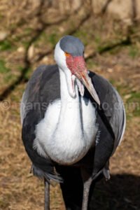Wattled Crane A4-29190 - Mansfield Photography