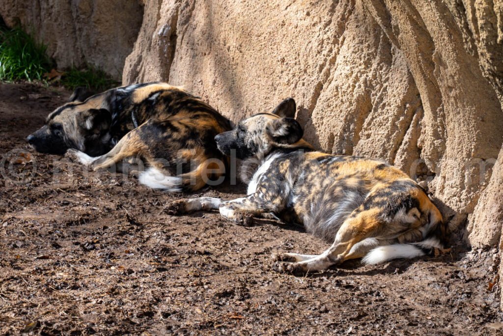 African Painted Dog A4-29192 - Mansfield Photography