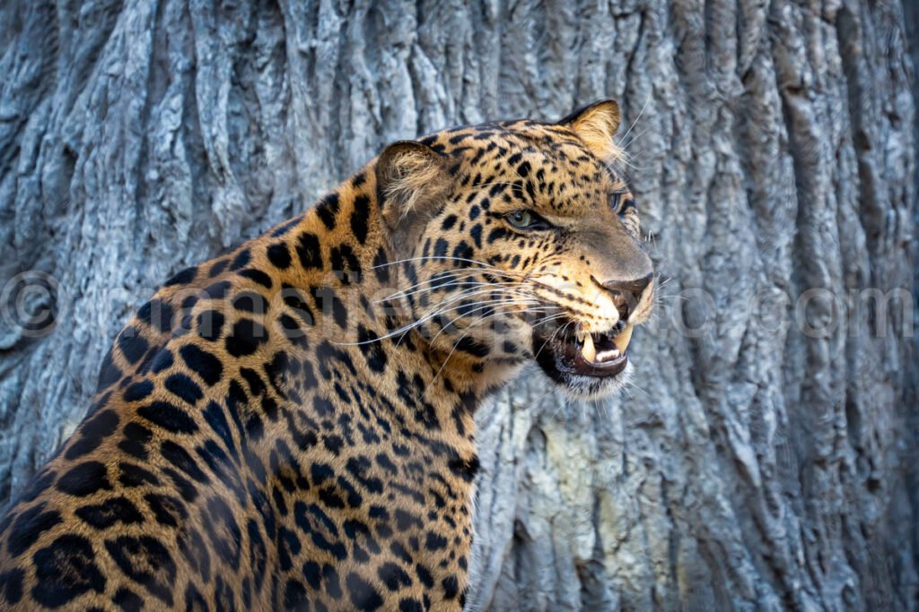 African Leopard A4-29219 - Mansfield Photography