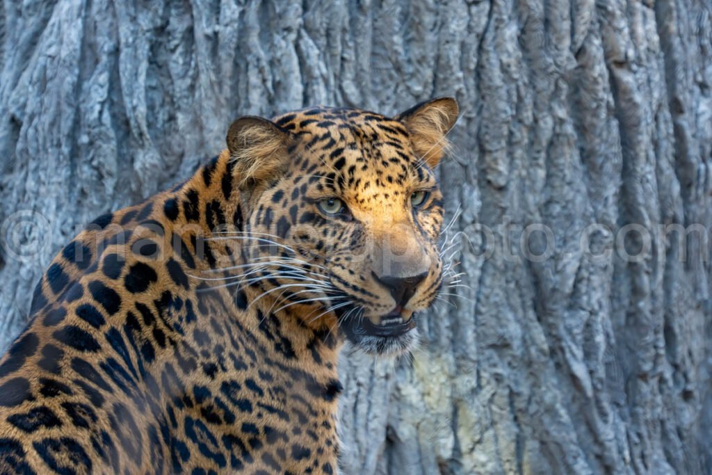 African Leopard A4-29220 - Mansfield Photography