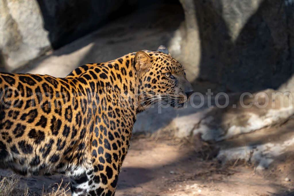 African Leopard A4-29225 - Mansfield Photography