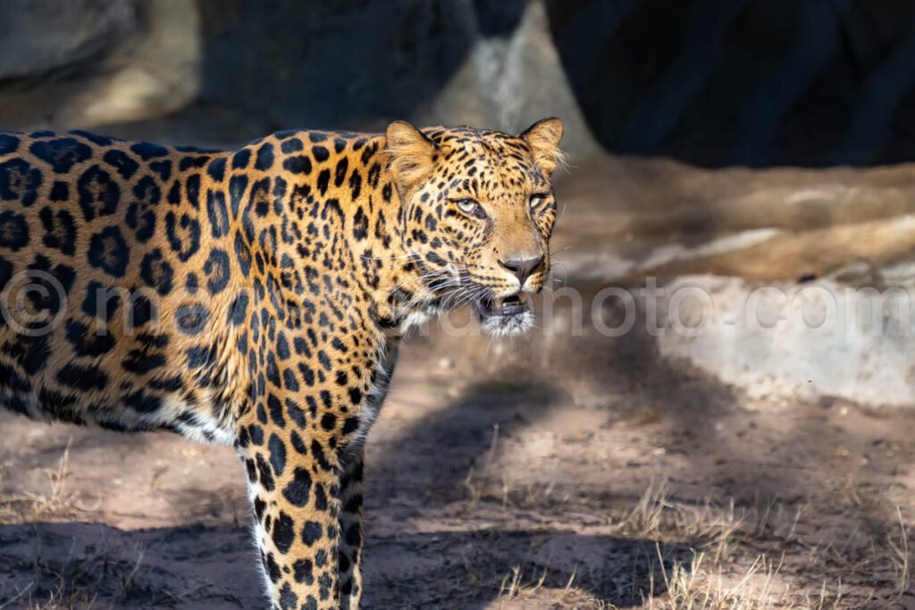 African Leopard A4-29231 - Mansfield Photography