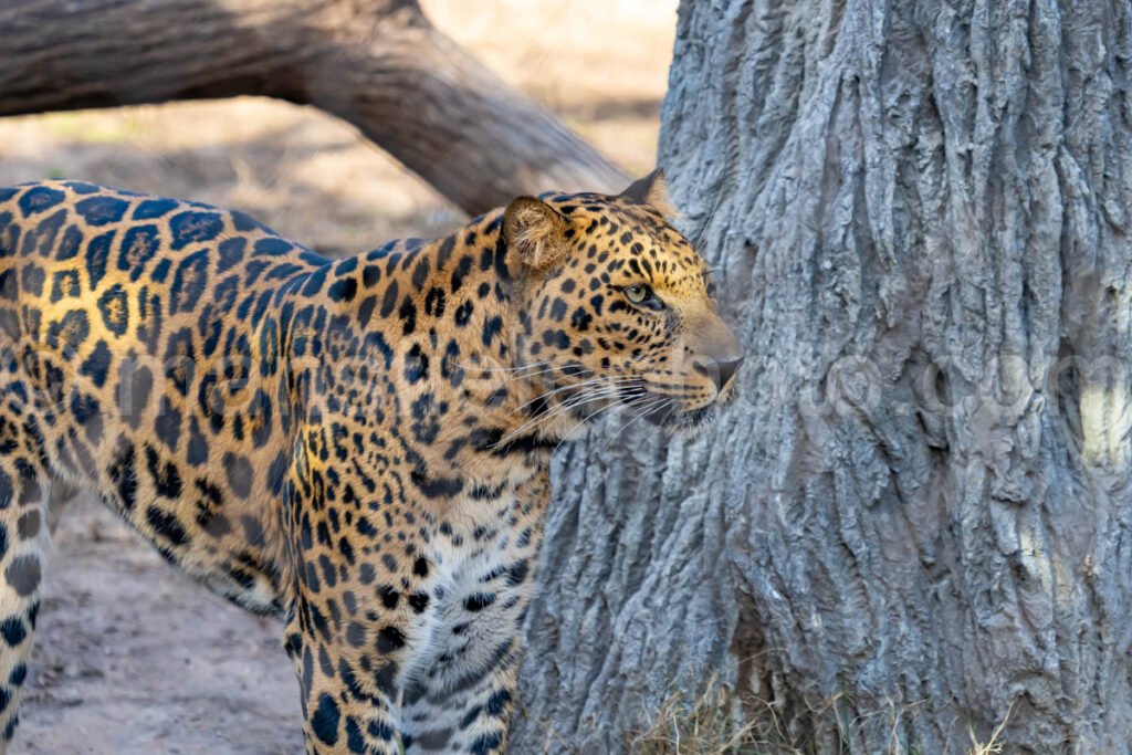 African Leopard A4-29233 - Mansfield Photography