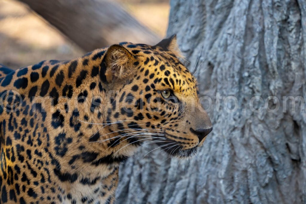 African Leopard A4-29234 - Mansfield Photography