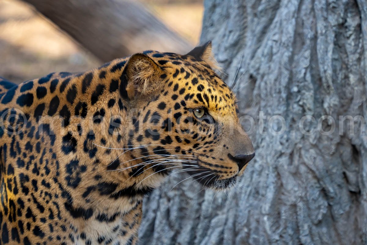 African Leopard A4-29234