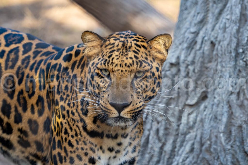 African Leopard A4-29235 - Mansfield Photography