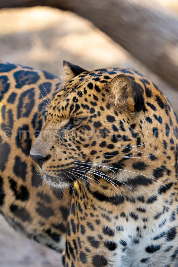 African Leopard A4-29236 - Mansfield Photography