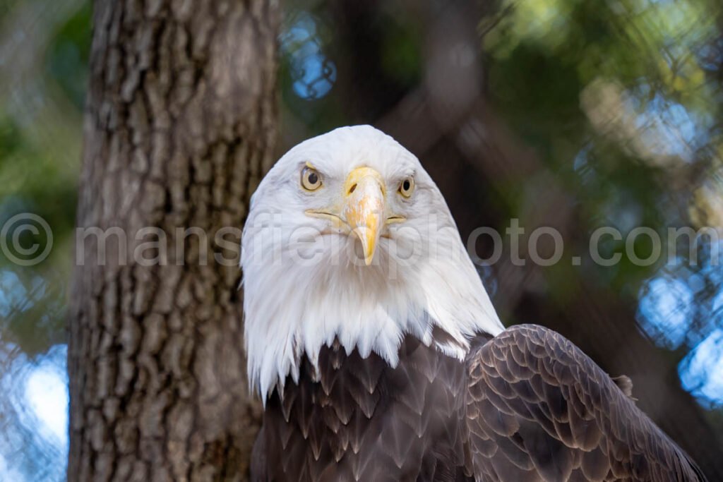 Bald Eagle A4-29242 - Mansfield Photography