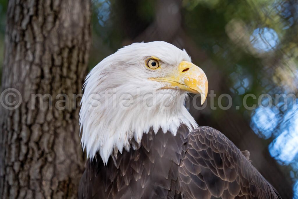 Bald Eagle A4-29243 - Mansfield Photography