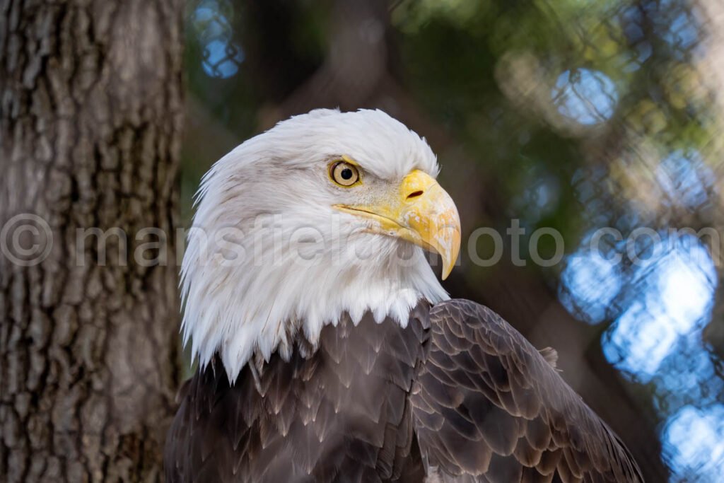 Bald Eagle A4-29244 - Mansfield Photography