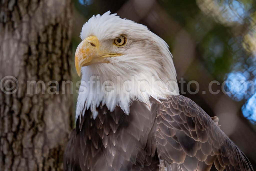 Bald Eagle A4-29245 - Mansfield Photography