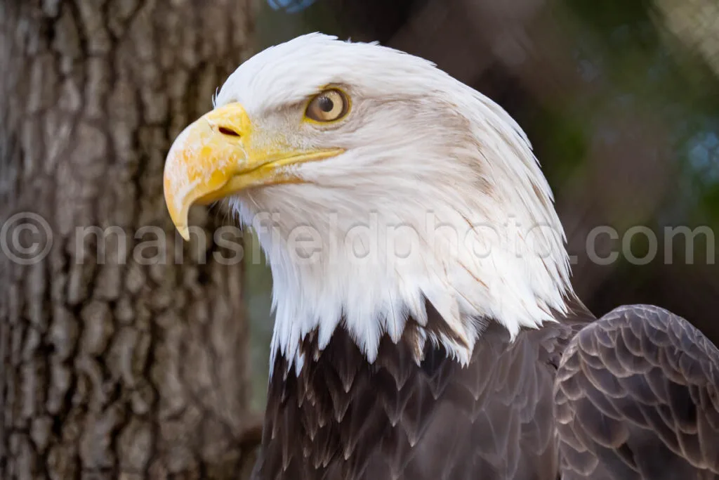 Bald Eagle A4-29246 - Mansfield Photography