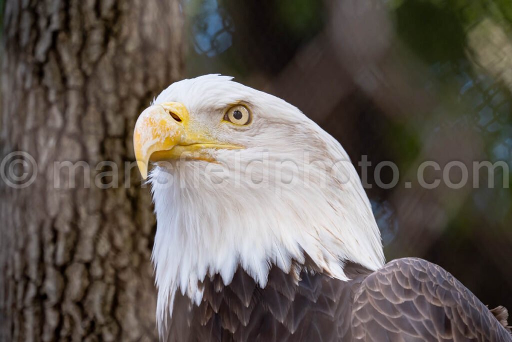 Bald Eagle A4-29249 - Mansfield Photography