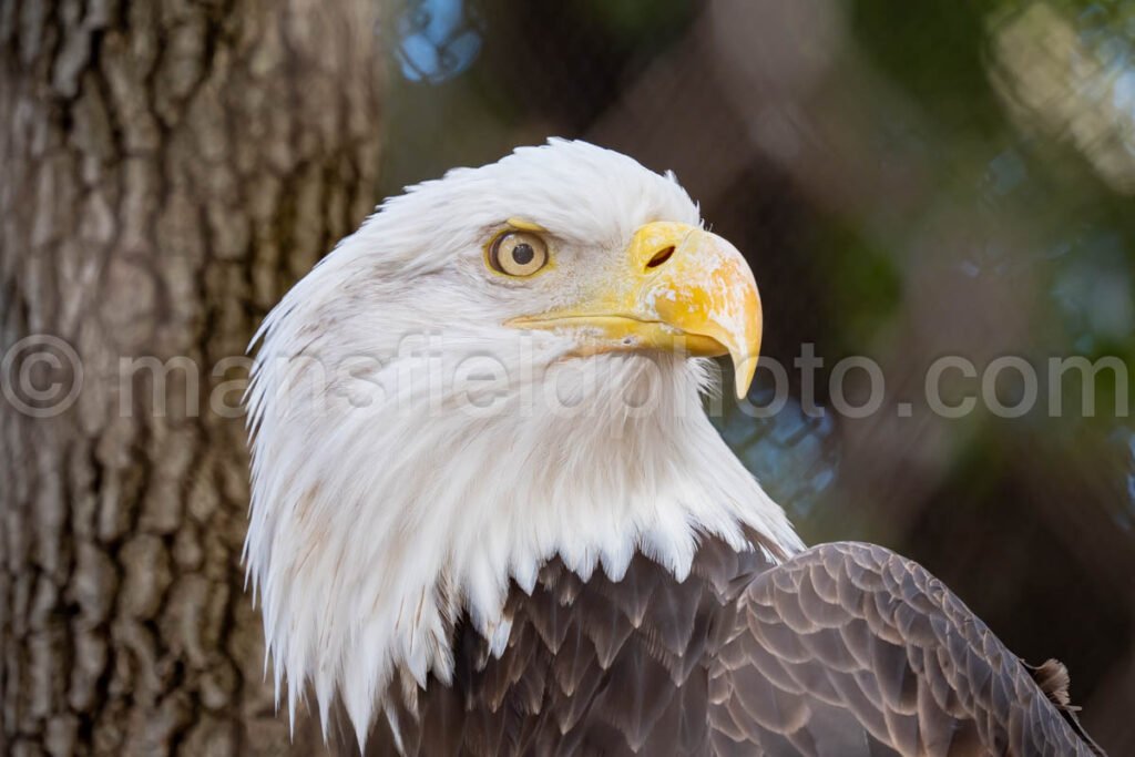 Bald Eagle A4-29250 - Mansfield Photography