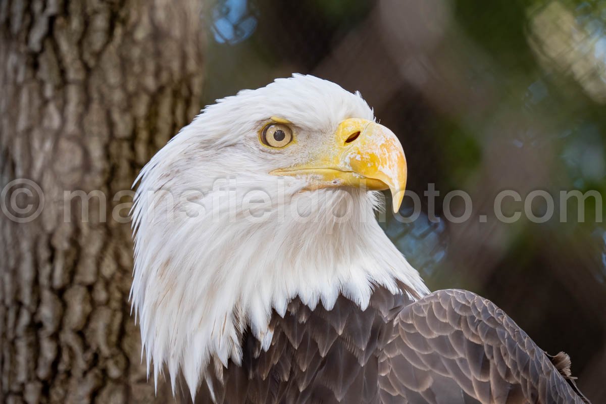 Bald Eagle A4-29250