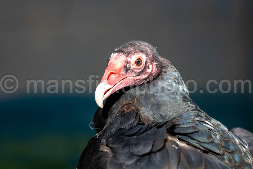 Turkey Vulture A4-29259 - Mansfield Photography