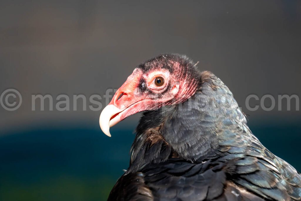 Turkey Vulture A4-29260 - Mansfield Photography