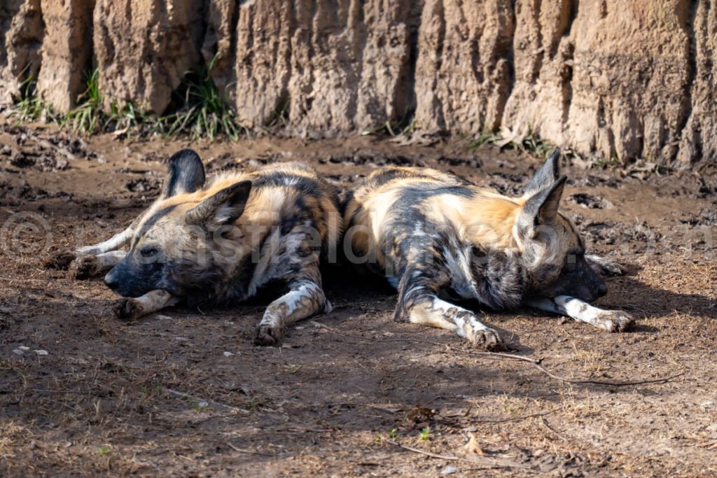 African Painted Dog A4-29277 - Mansfield Photography